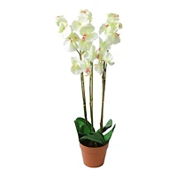 White Three Stemmed Potted Flowering Orchid Plant