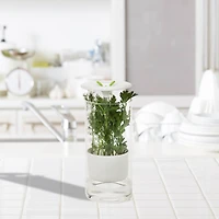 Honey Can Do Clear & White Herb Preserver