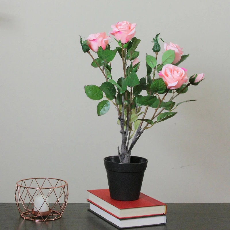 19" Blooming Potted Light Pink Ecuador Rose Shrub