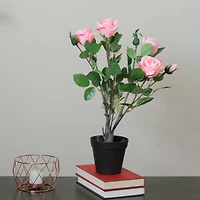 19" Blooming Potted Light Pink Ecuador Rose Shrub
