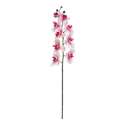 Pink Rubrum Phalaenopsis Orchid Stem