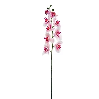 Pink Rubrum Phalaenopsis Orchid Stem