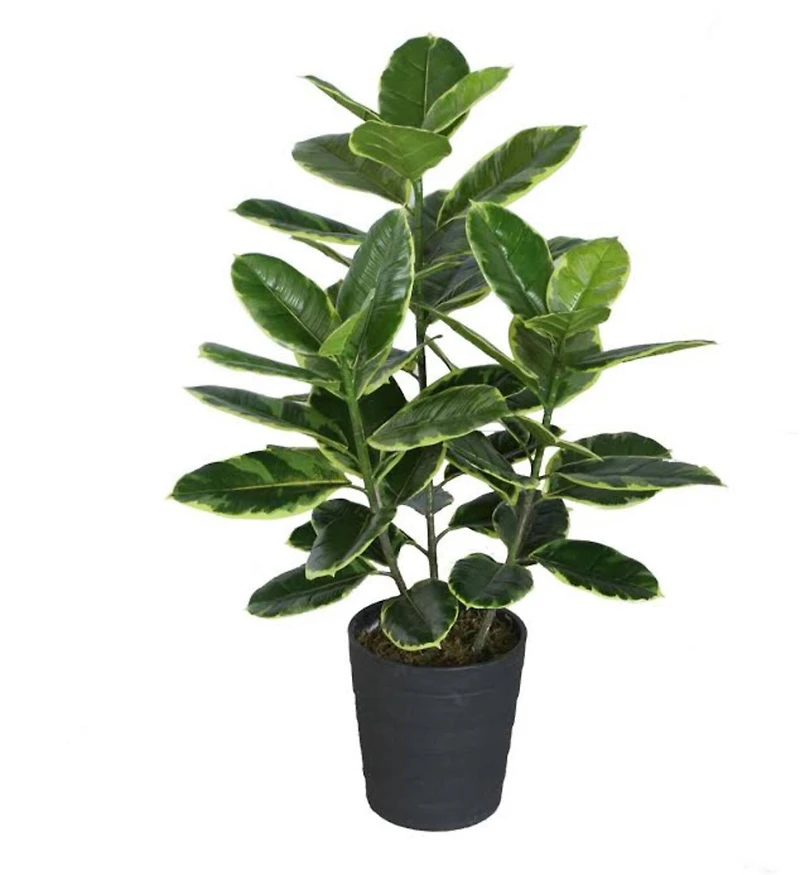 36.5" Potted Artificial Green & White Rubber Plant