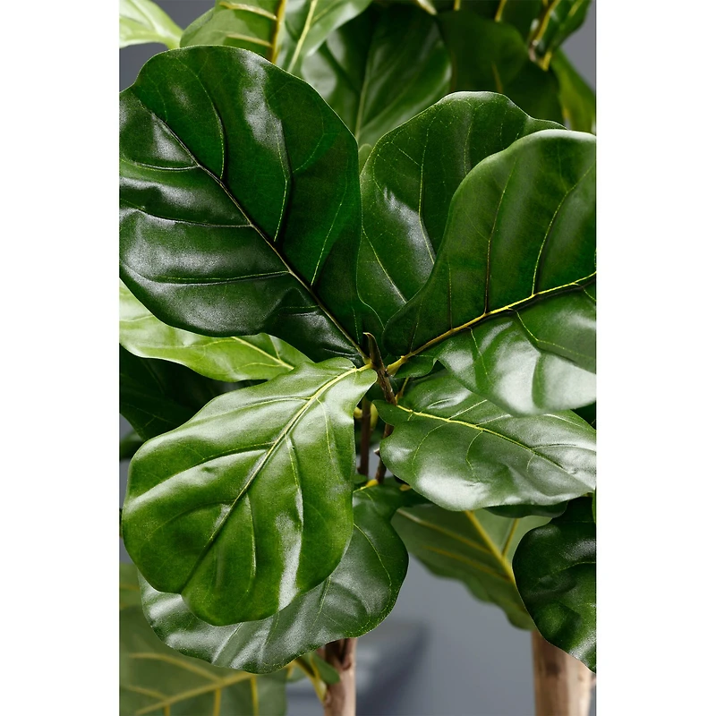 7' Fiddle Leaf Plant
