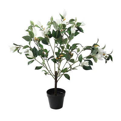 32.5" Lily White Magnolia Potted Topiary