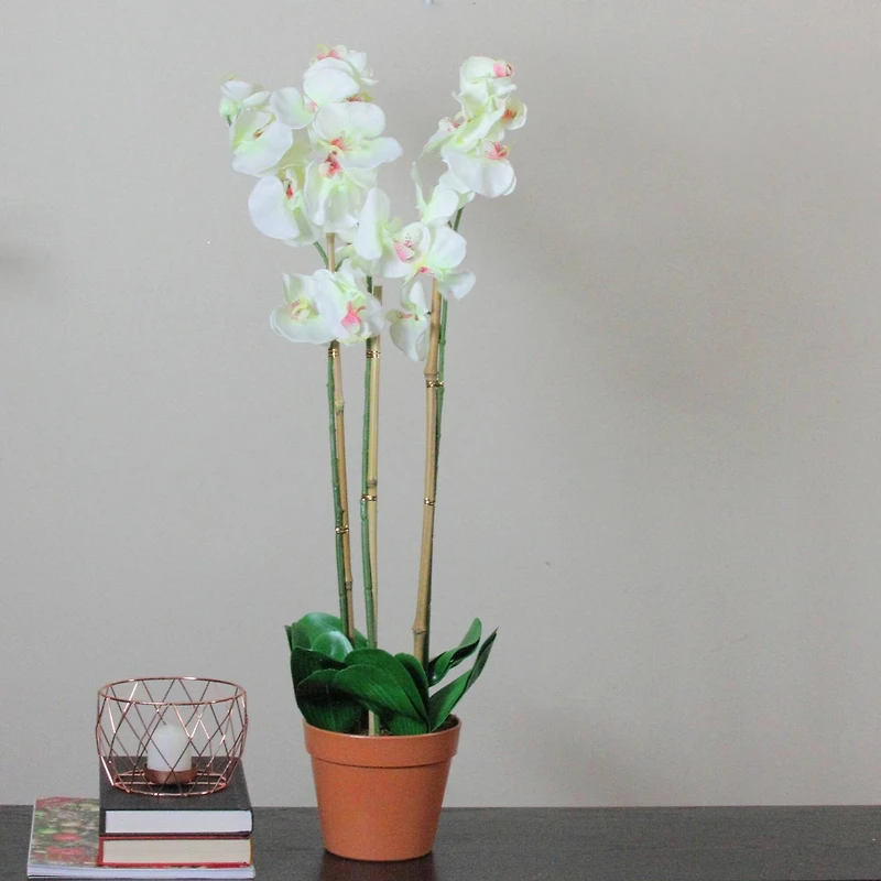 White Three Stemmed Potted Flowering Orchid Plant