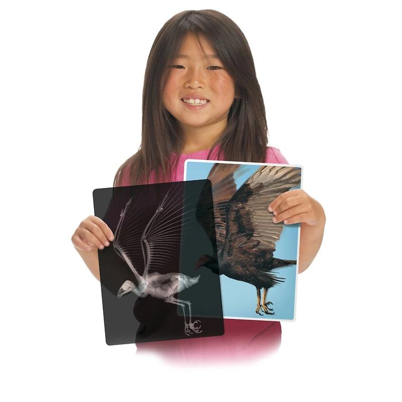 Roylco® Animal X-Ray Set, Pack of 14