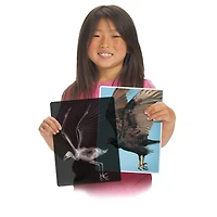 Roylco® Animal X-Ray Set, Pack of 14