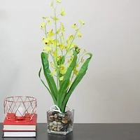 Chartreuse Green Potted Blooming Orchid Plant