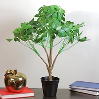 23" Schefflera Arboricola Potted Topiary
