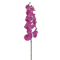 Fuchsia Phalaenopsis Orchid Stem 