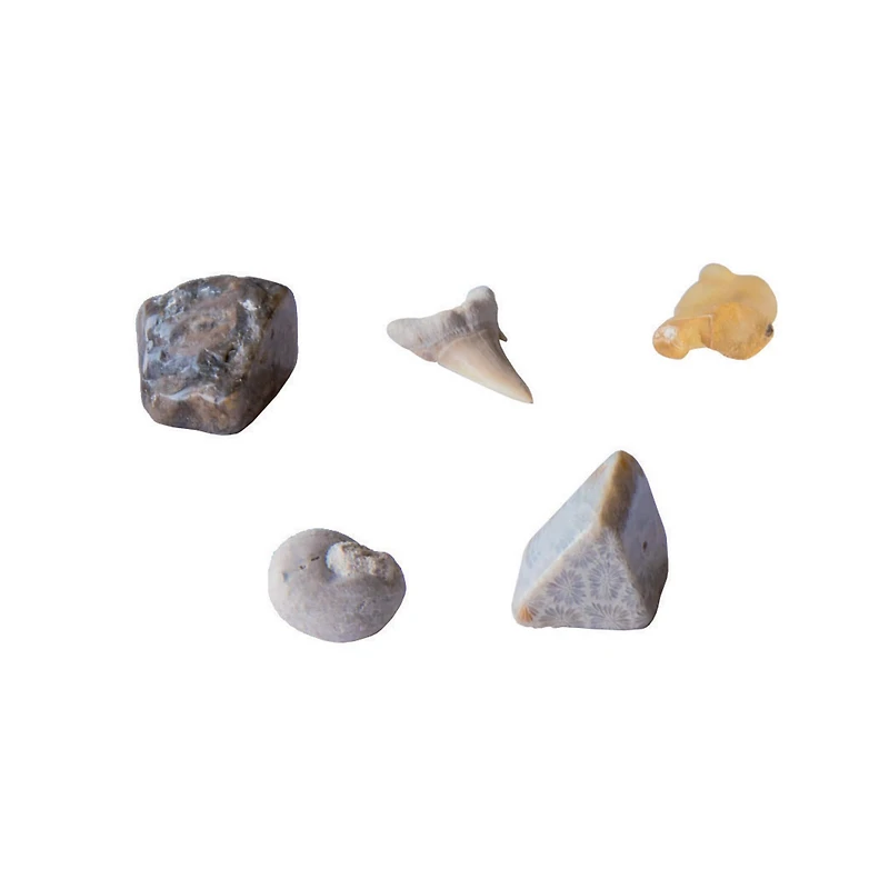 Thames & Kosmos I Dig It! Fossils: Real Fossils Excavation Kit