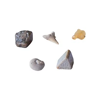 Thames & Kosmos I Dig It! Fossils: Real Fossils Excavation Kit