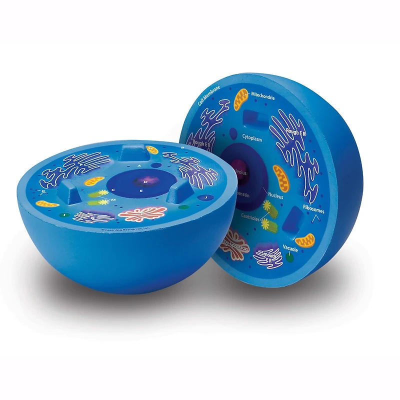 Learning Resources® Cross-Section Animal Cell Model
