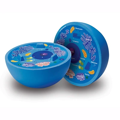 Learning Resources® Cross-Section Animal Cell Model