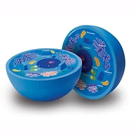 Learning Resources® Cross-Section Animal Cell Model
