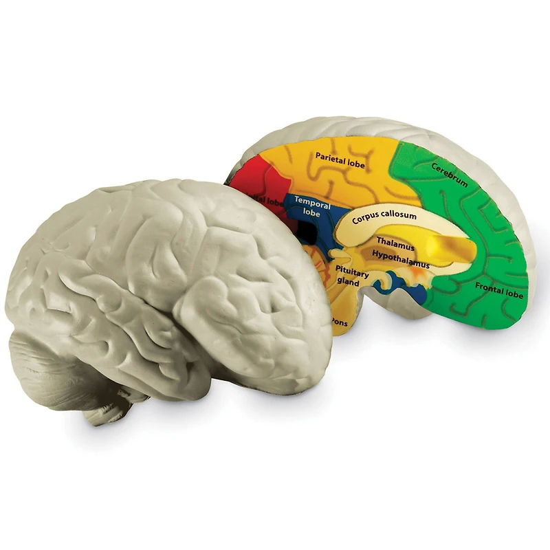 Learning Resources® Soft Foam Cross Section Human Brain Model
