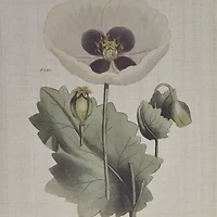 Madison Park Herbal Botany Botanical Illustration 4-pc. Framed Wall Art Sets