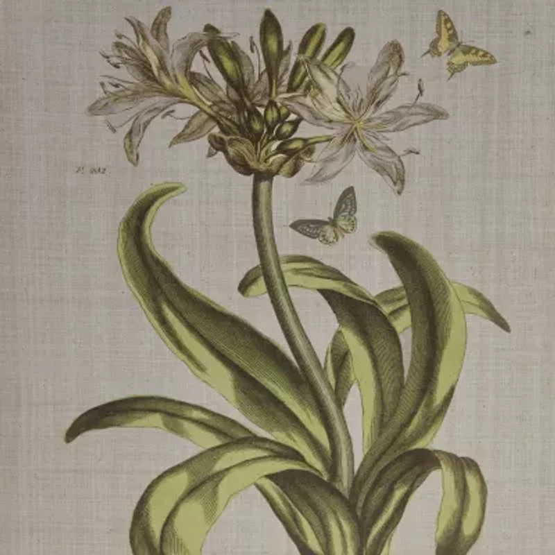 Madison Park Herbal Botany Botanical Illustration 4-pc. Framed Wall Art Sets