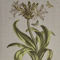 Madison Park Herbal Botany Botanical Illustration 4-pc. Framed Wall Art Sets