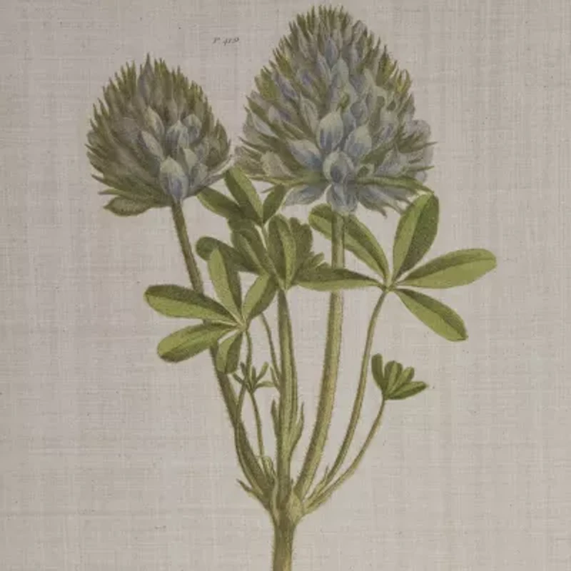 Madison Park Herbal Botany Botanical Illustration 4-pc. Framed Wall Art Sets