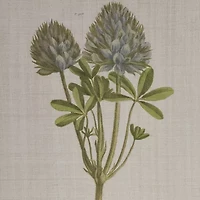 Madison Park Herbal Botany Botanical Illustration 4-pc. Framed Wall Art Sets