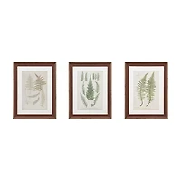 Madison Park Lady Fern Collection Botanical Illustration 3-pc. Framed Wall Art Sets