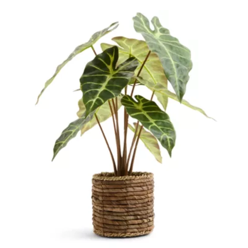 Linden Street 17in Alocasia Artificial Plant