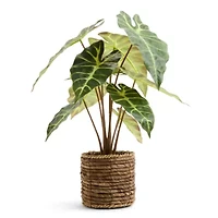 Linden Street 17in Alocasia Artificial Plant
