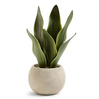 Linden Street 12in Snake Artificial Plant