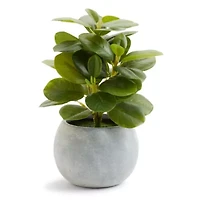 Linden Street 10.75in Rubber Artificial Plant