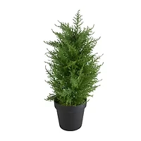 Northlight 2ft Real Touch™ Cedar Pine Petite Arborvitae In Round Pot Artificial Tree