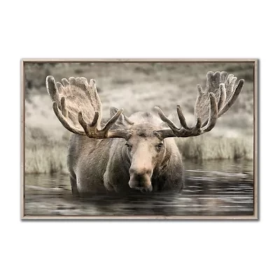 Streamline Art Moose Hot Springs Framed Canvas Art