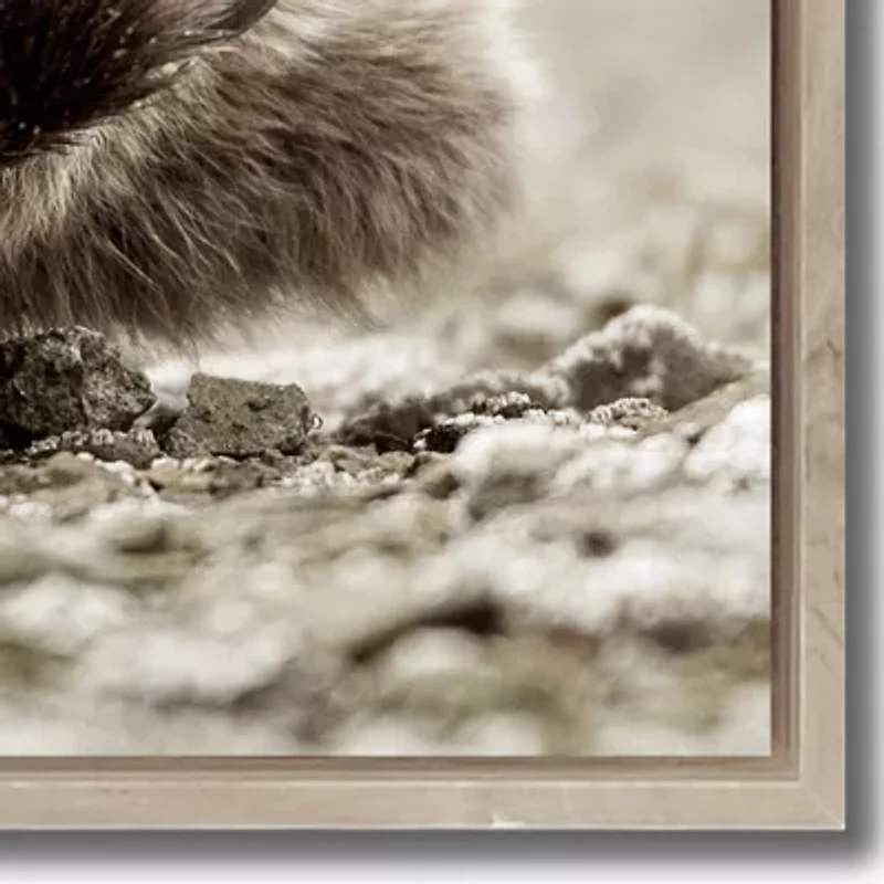 Streamline Art Sleeping Bear Framed Canvas Art