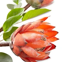 Distant Lands 26" Red Protea 2-pc. Vase Filler