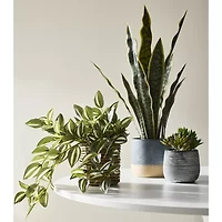 Linden Street 22.25in Snake Artificial Plant