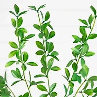 Nearly Natural 6ft Shady Lady Black Olive Indoor Artificial Tree