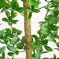 Nearly Natural 6ft Shady Lady Black Olive Indoor Artificial Tree