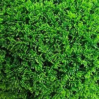 Nearly Natural 16" Mediterranean Cypress Artificial Plant