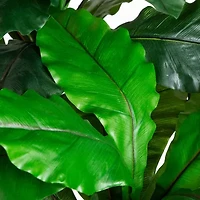 Nearly Natural 6ft Bird Nest Fern Indoor Outdoor Artificial Tree