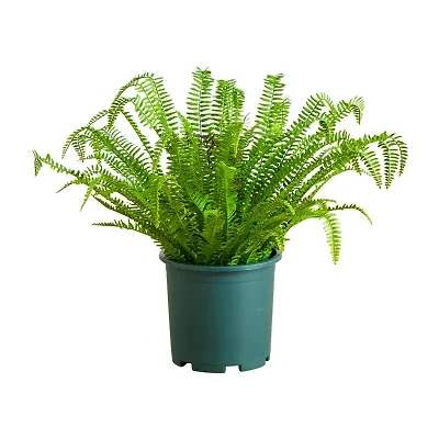 Nearly Natural 27" Boston Fern Artificial Plant