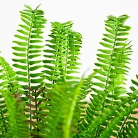 Nearly Natural 27" Boston Fern Artificial Plant