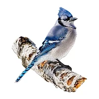 Madd Capp Blue Jay 300 Piece Jigsaw Puzzle