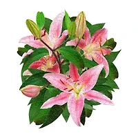 Madd Capp Lily 350 Piece Jigsaw Puzzle