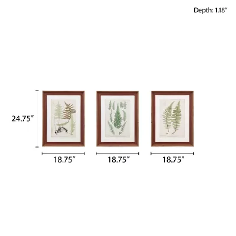Madison Park Lady Fern Collection Botanical Illustration 3-pc. Framed Wall Art Sets