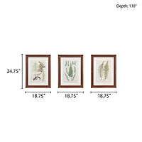 Madison Park Lady Fern Collection Botanical Illustration 3-pc. Framed Wall Art Sets