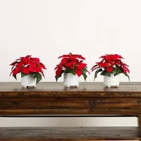 Nearly Natural 3-pc. 9in Artificial Poinsettia In White Ceramic Pots Artificial Plant