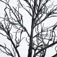 Nearly Natural 7ft Pre-Lit Halloween Twig Artificial Tree