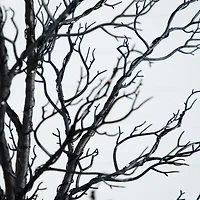 Nearly Natural Pre-Lit Halloween Minimalist Twig Artificial Tree