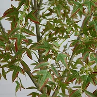 Nearly Natural 7ft Autumn Nandina Artificial Tree